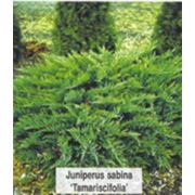 Можжевельник казацкий Tamariscifolia