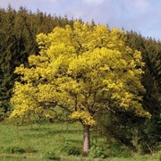 Дуб Quercus robur Concordia