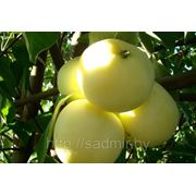 Саженец яблони “Белый Налив“ фотография