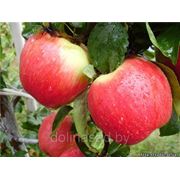 Саженец яблони осенней “Джонаголд“ фотография