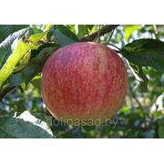 Саженец яблони осенней “Слава Победителям“ фотография