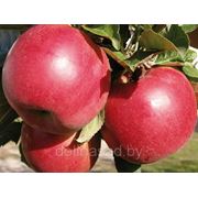 Саженец яблони зимней “Белорусское сладкое“ фото
