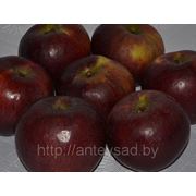 Яблоки свежие, сорт Имант, 7+ фото