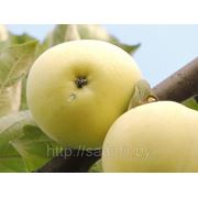 Яблоня зимняя “Каштэля“ фотография