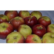 Яблоки свежие, сорт Антей, 6+ –7