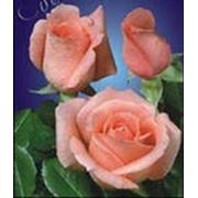 Роза чайно-гибридная “Дольче Вита“ фото