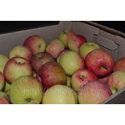 Яблоки свежие, сорт Ветеран, от 7 см фото