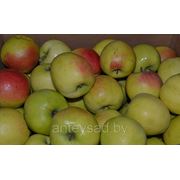 Яблоки свежие, сорт Синап орловский, от 7 см фото