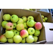 Яблоки свежие, сорт Синап орловский, от 6 см до 7 см фото
