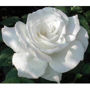 Экстракт розы фото