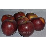 Яблоки свежие, сорт Имант, 6+ –7 фото