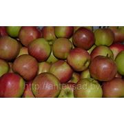 Яблоки свежие, сорт Лигол, 7+ –8 фото