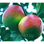 Яблоки свежие, сорт Минское фото