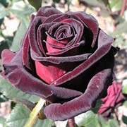 Роза чайно-гибридная Черный принц