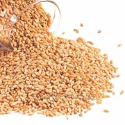 Пшеница продовольственная на Экспорт Молдова фотография