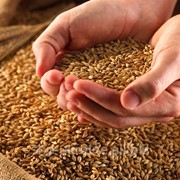 Зерно, зерновые культуры. фото
