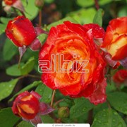 Розы фотография