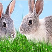 Поголовье кроликов фотография