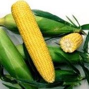 Семена кукурузы NOA F1