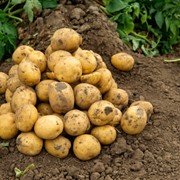 Картофель новый урожай