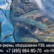 Бизнес план на разведение осетров в УЗВ на икру фото