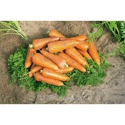 Семена моркови, Кантербюри F1, производитель: Bejo (упаковка 1000000 сем.)