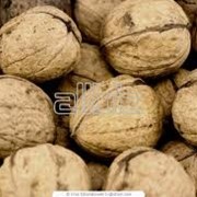 Закупка орехов, Грецкий орех фото