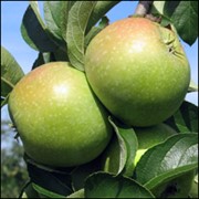 Сортовые кронированные саженцы яблони : Ренет Симиренка