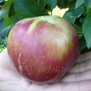 Сорт яблок “Коваленковское“ фотография