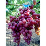 Столовый виноград Ливия фото