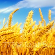 Пшеница пятого класса фото