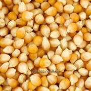Семена кукурузы “Катерина“ F1 фото
