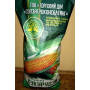 Семена кукурузы Солонянский 298 СВ ФАО 290+подарок