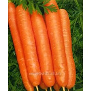 Морковь Тито (Голландия) фото