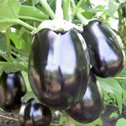 Семена баклажанов чёрный красавец фото