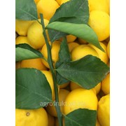 Лимоны свежие фотография