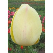 Луковицы тюльпана “Айвори Флорадейл“ фотография