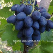 Виноград с гармоничным вкусом (Каталония, Махмуд) фото