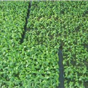 GiSelA 6 Высокоурожайный полукарликовый подвой, для черешни фото