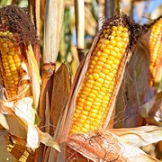 Семена кукурузы гибрида Гран 6 (ФАО 300) фотография