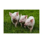 Премиксы для всех половозрастных групп свиней