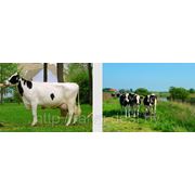 Нетели породы Holstein — Frisian
