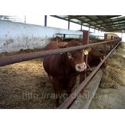 Ремонтные быки породы Limousin 12 меся и более фото