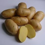 Картофель сорта Гала фотография