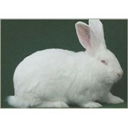 Кролики Белый Паннон фото