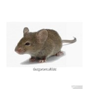 Уничтожение мышей в Алматы фото