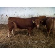 Ремонтные быки породы Limousin 6-8 месяцев