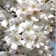 Вишня зимняя Prunus subh. Pendula Plena Rosea обхват ствола 16-18