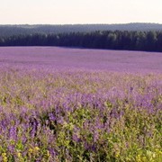 Семена Козлятник фото