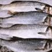 Рыба. Рыбные отходы замороженные на корм скоту (животным) или для переработки на рыбную муку. фото